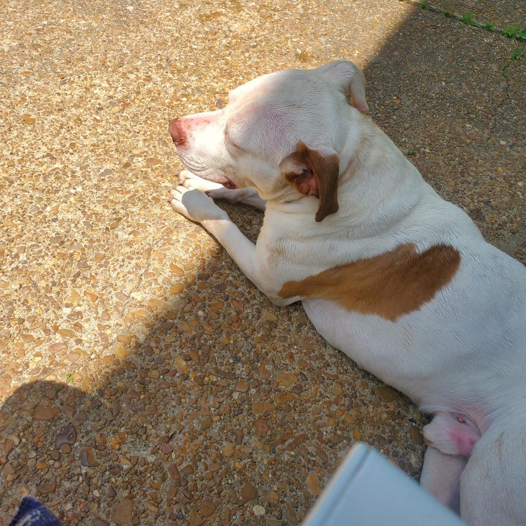 Enlarge Bo, a Adoptable Mixed Breed in Memphis, TN image 3/4