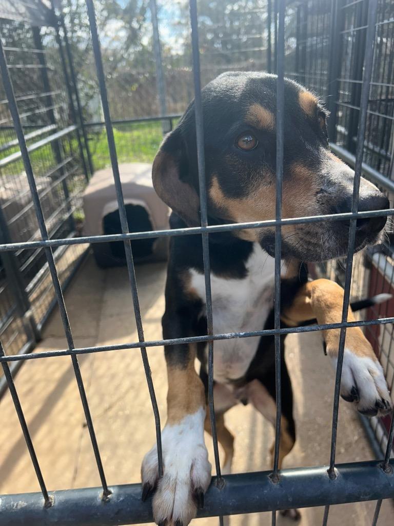 Enlarge Buster, a Adoptable mixed breed in Denham Springs, LA image 1/1