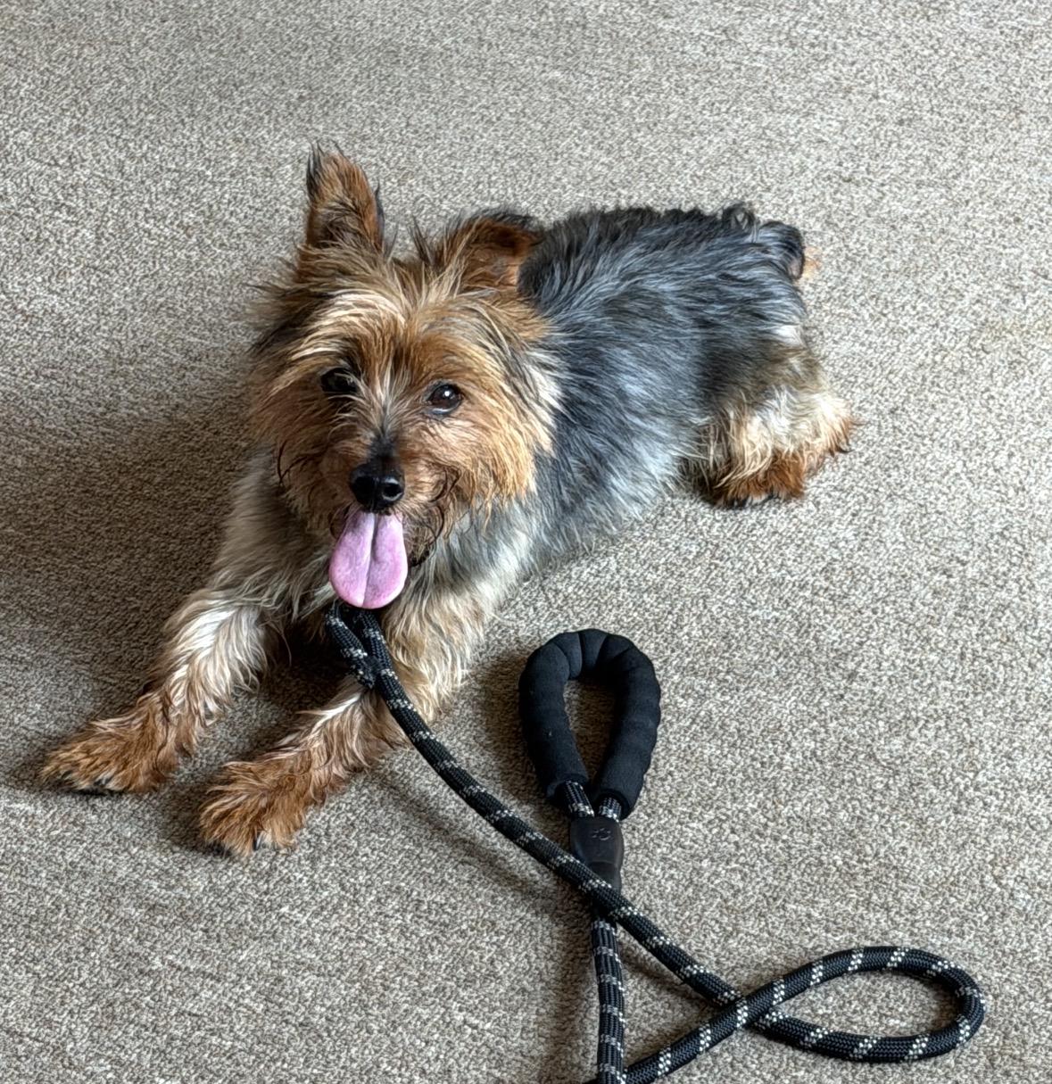 Enlarge Dinero, a Adoptable Yorkshire Terrier in Taunton, MA image 2/2