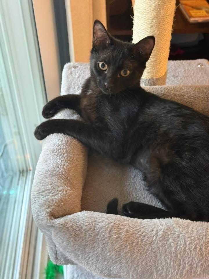 Enlarge Mandy, an adopted Domestic Short Hair in Murrieta, CA image 1/4