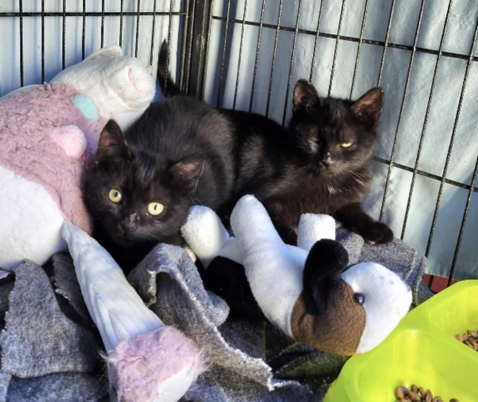 Enlarge Mandy, an adopted Domestic Short Hair in Murrieta, CA image 3/4