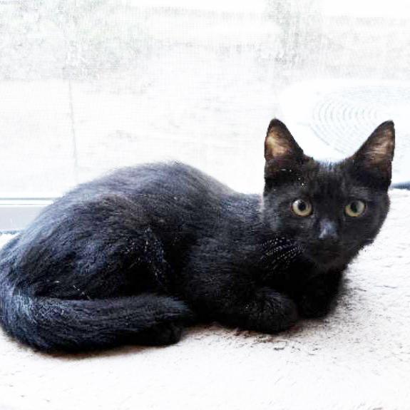 Enlarge Mandy, an adopted Domestic Short Hair in Murrieta, CA image 2/4