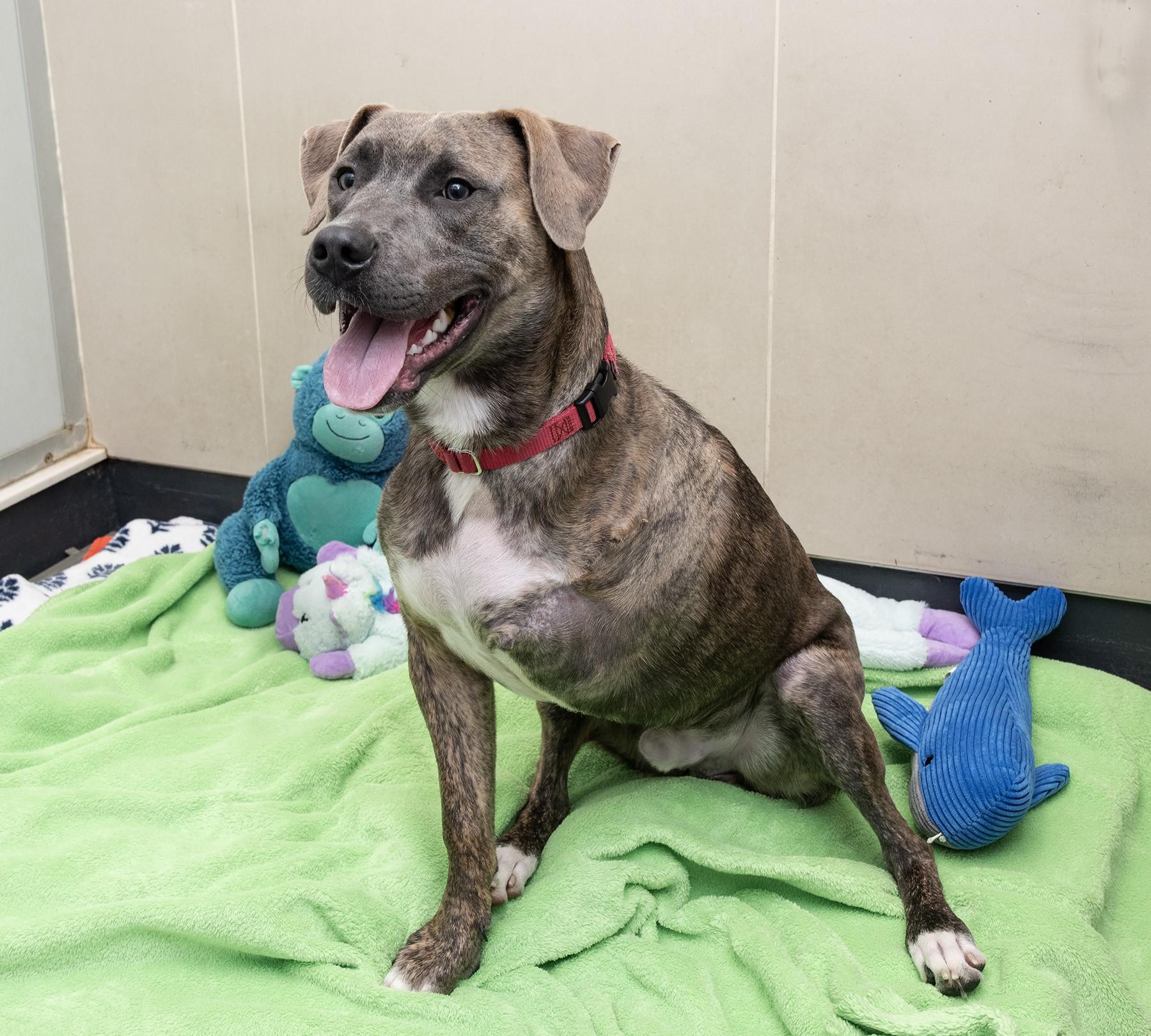 Enlarge Jax, a Adoptable mixed breed in Elizabethtown, NY image 2/3