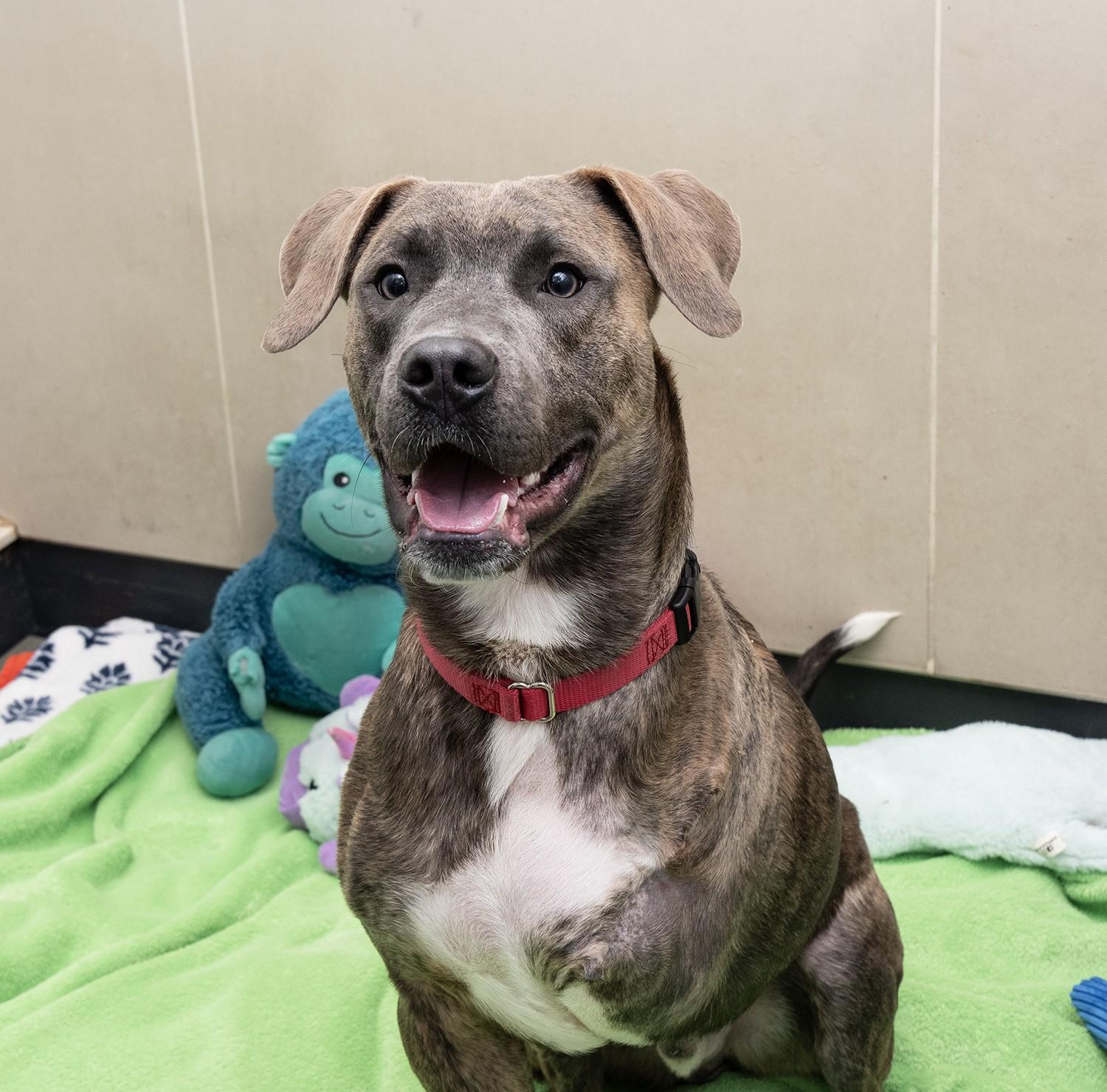 Enlarge Jax, a Adoptable mixed breed in Elizabethtown, NY image 1/3