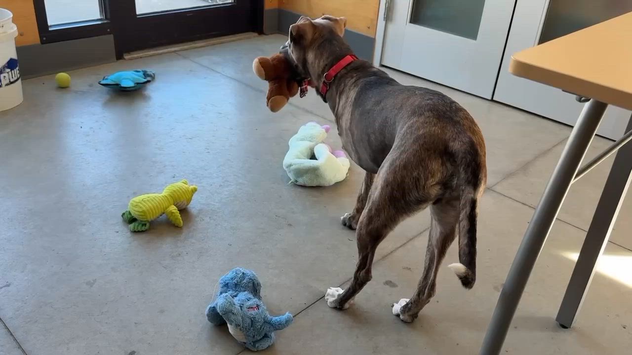 Enlarge Jax, a Adoptable mixed breed in Elizabethtown, NY video 3/3