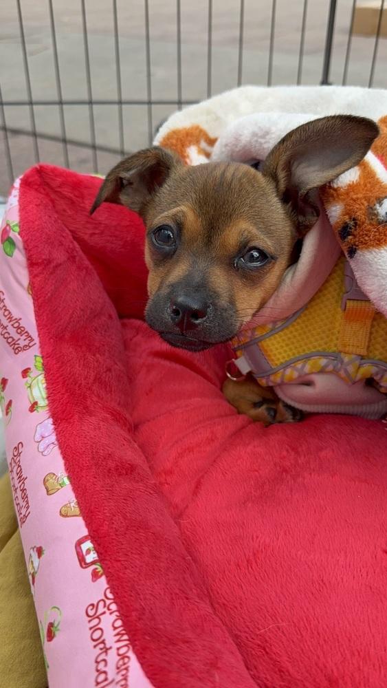 Enlarge Roo, a Adoptable mixed breed in St. Petersburg, FL image 2/3