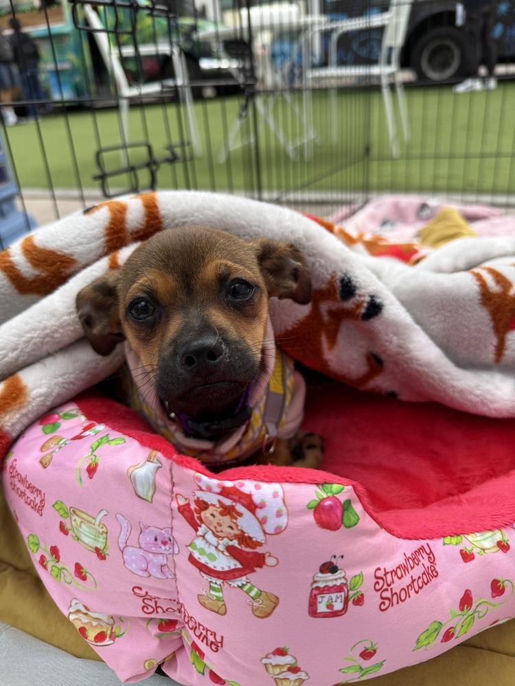 Enlarge Roo, a Adoptable mixed breed in St. Petersburg, FL image 3/3