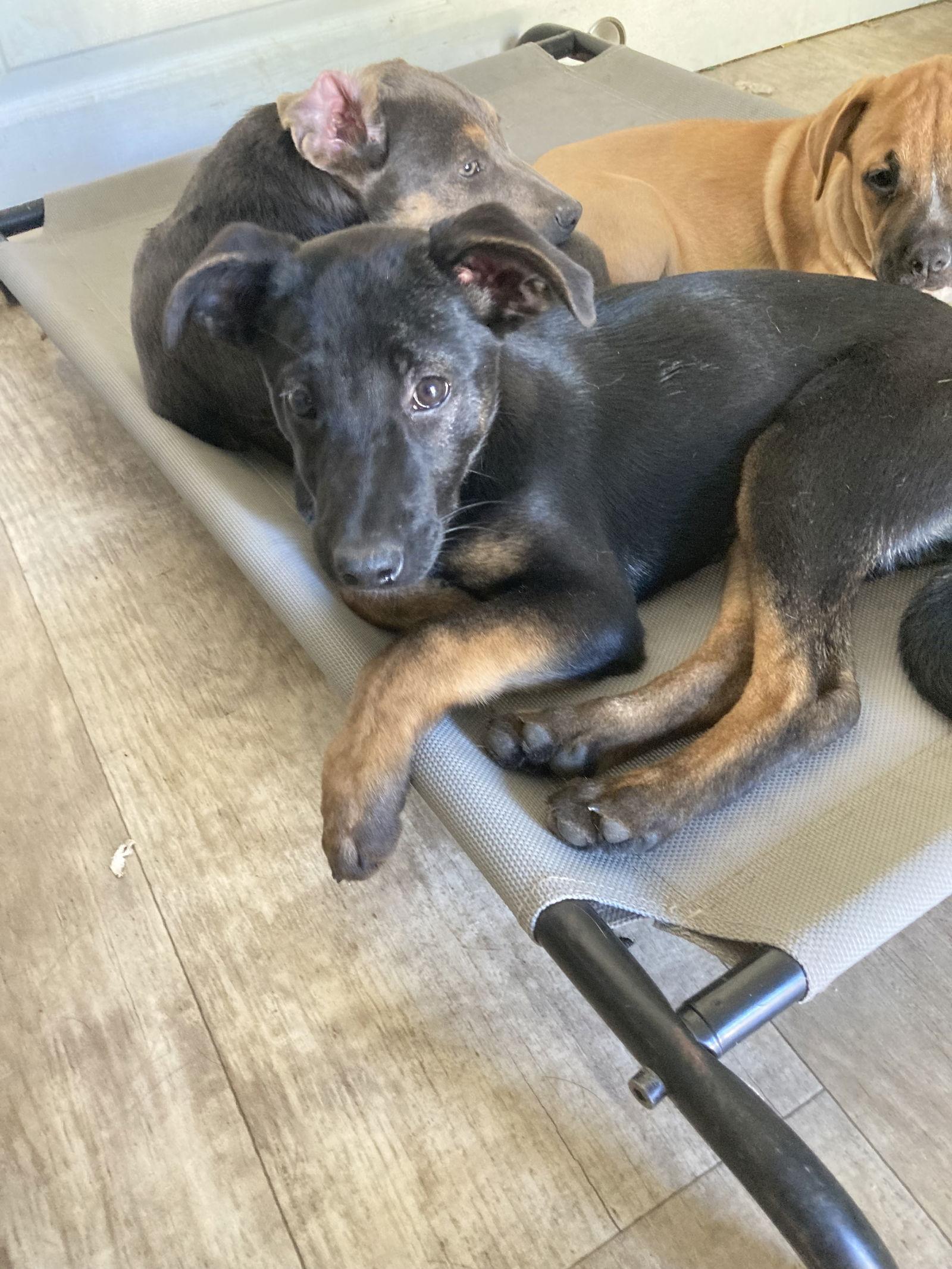 Sophi, a Adoptable mixed breed in San Diego, CA image 2/3