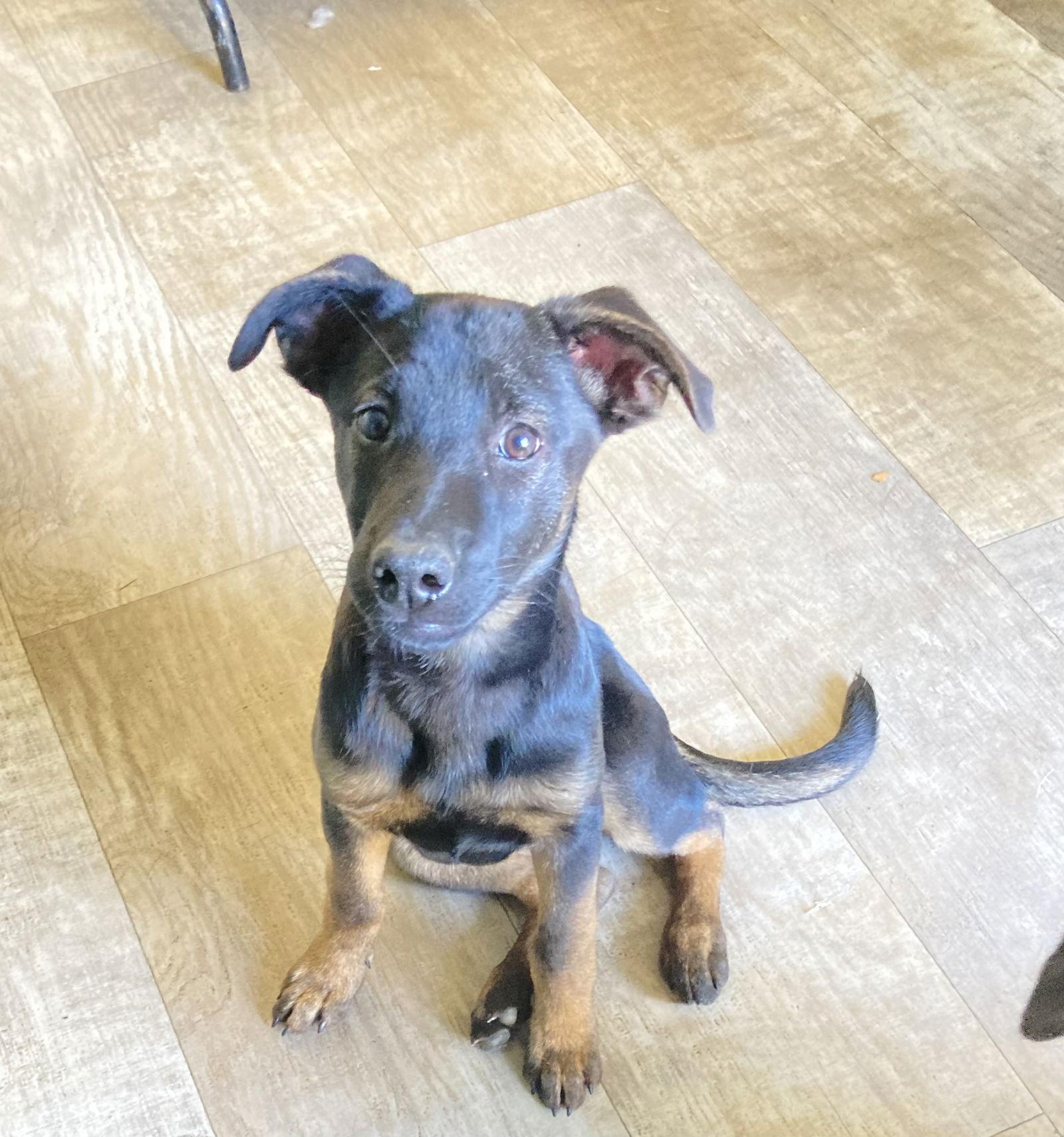 Sophi, a Adoptable mixed breed in San Diego, CA image 3/3