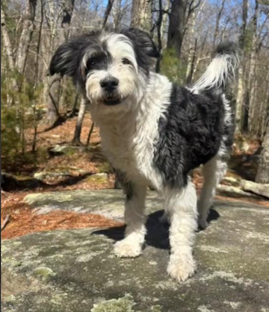 Holly in RI, a Adoptable Terrier in Cranston, RI image 1/3