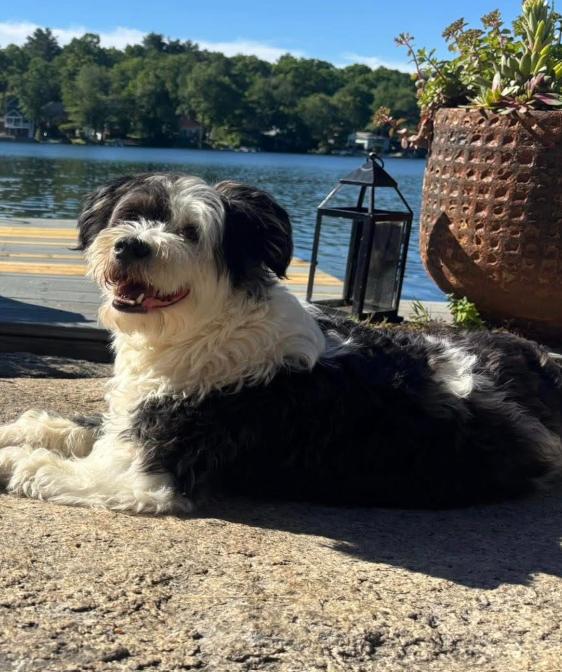 Holly in RI, a Adoptable Terrier in Cranston, RI image 2/3