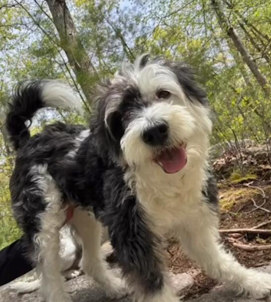 Holly in RI, a Adoptable Terrier in Cranston, RI image 3/3