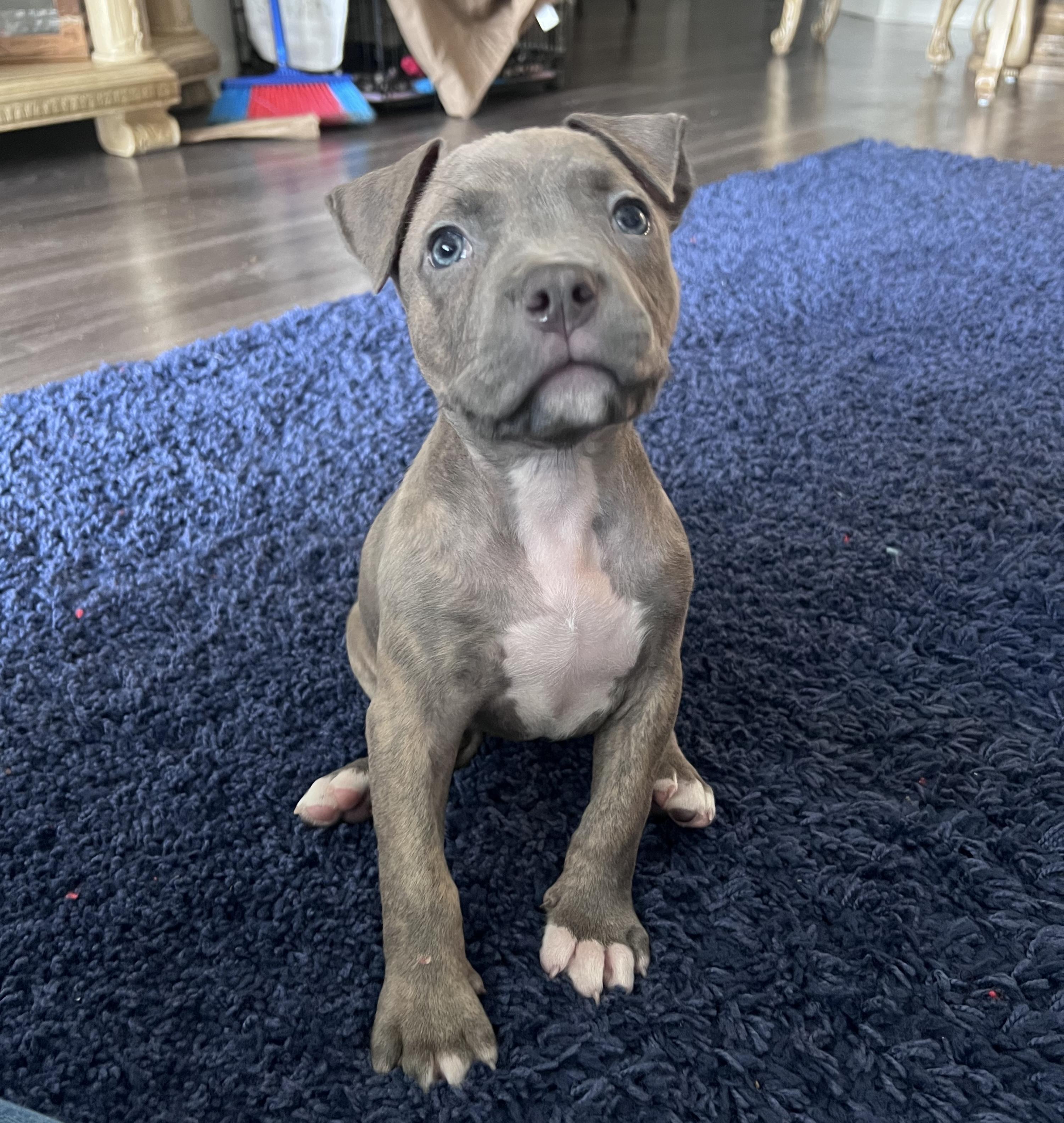 Olive, a ADOPTABLE Pit Bull Terrier in Miramar, FL image 2/5