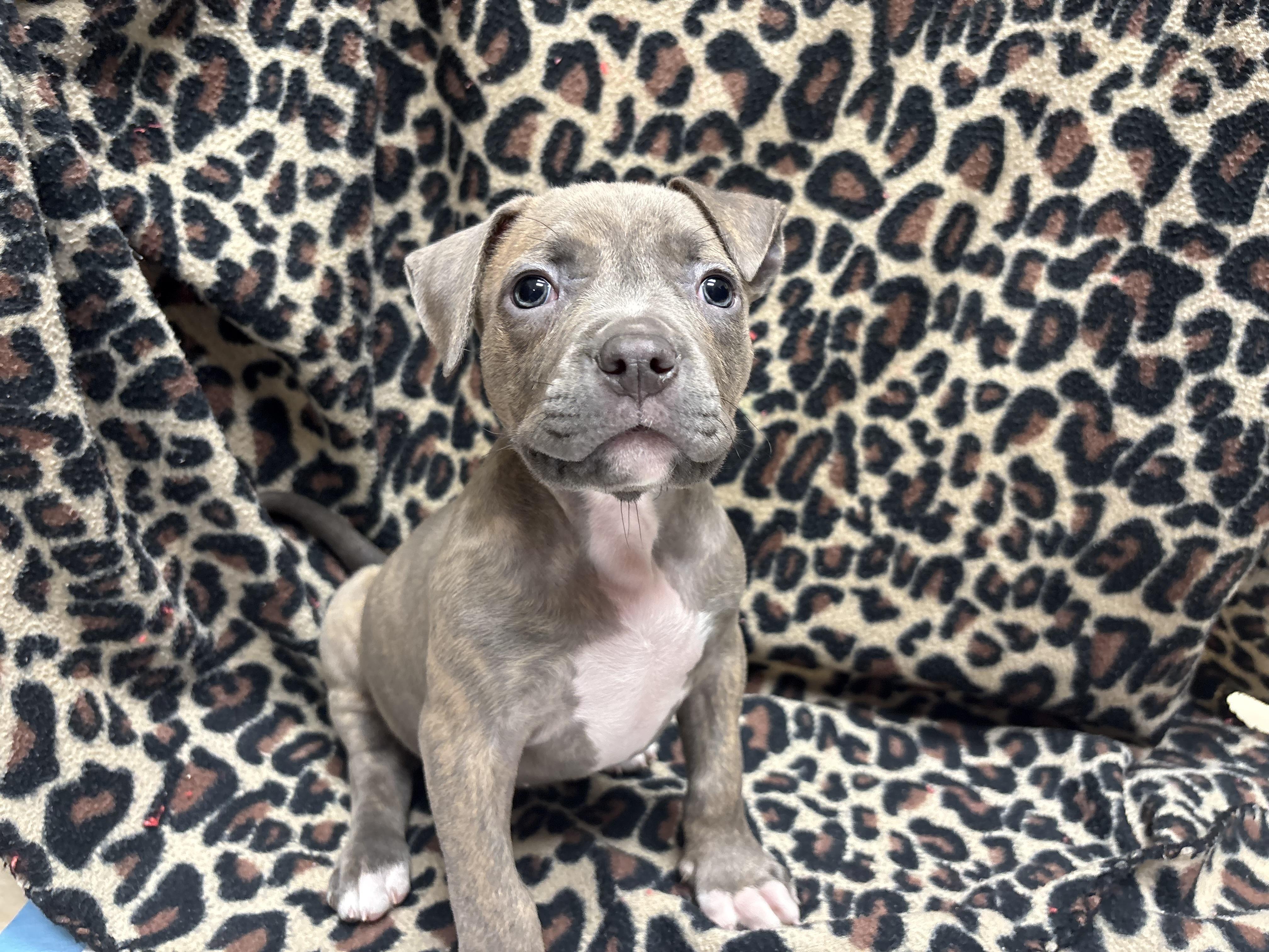 Olive, a ADOPTABLE Pit Bull Terrier in Miramar, FL image 1/5