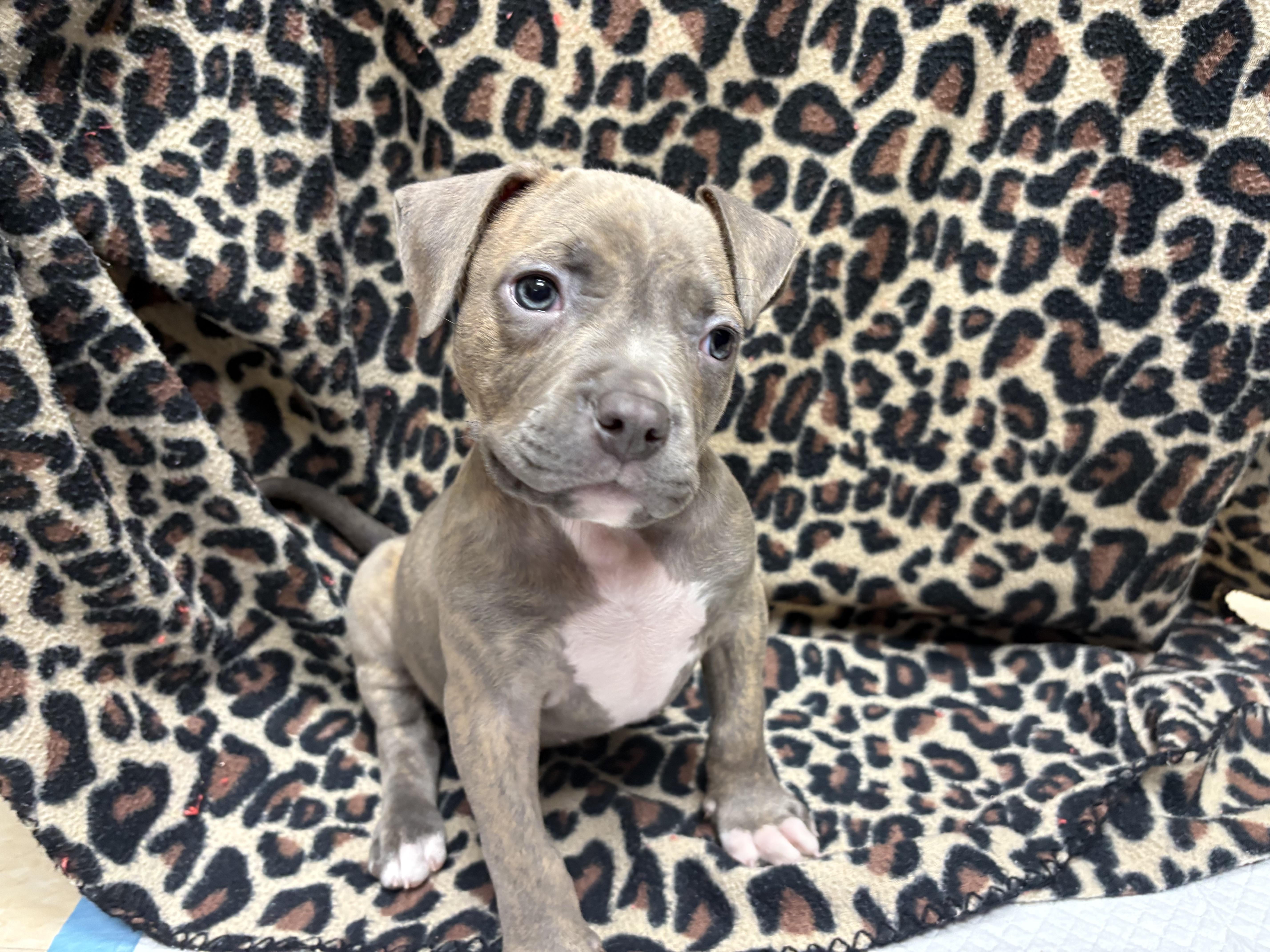 Olive, a ADOPTABLE Pit Bull Terrier in Miramar, FL image 4/5