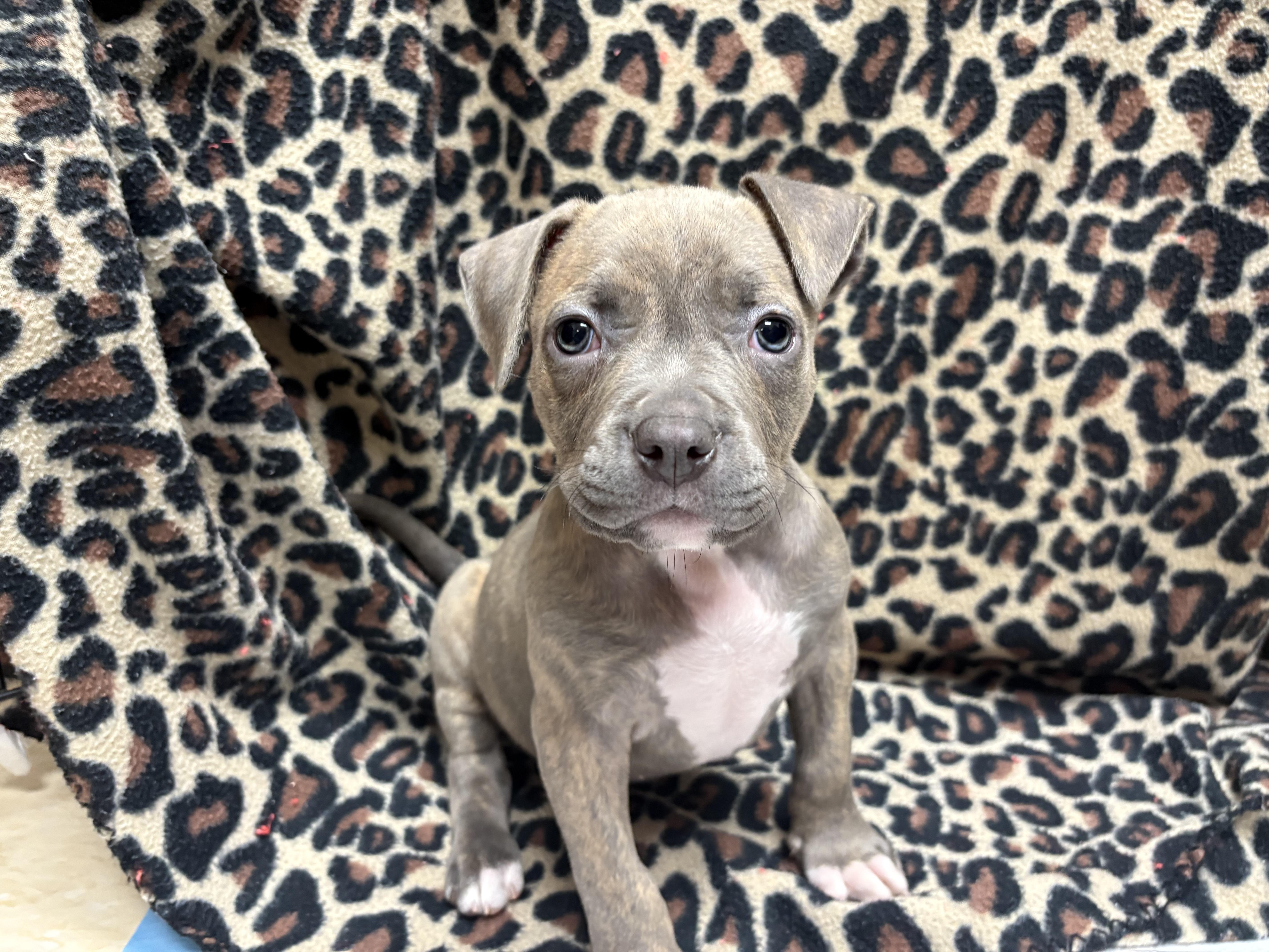 Olive, a ADOPTABLE Pit Bull Terrier in Miramar, FL image 3/5