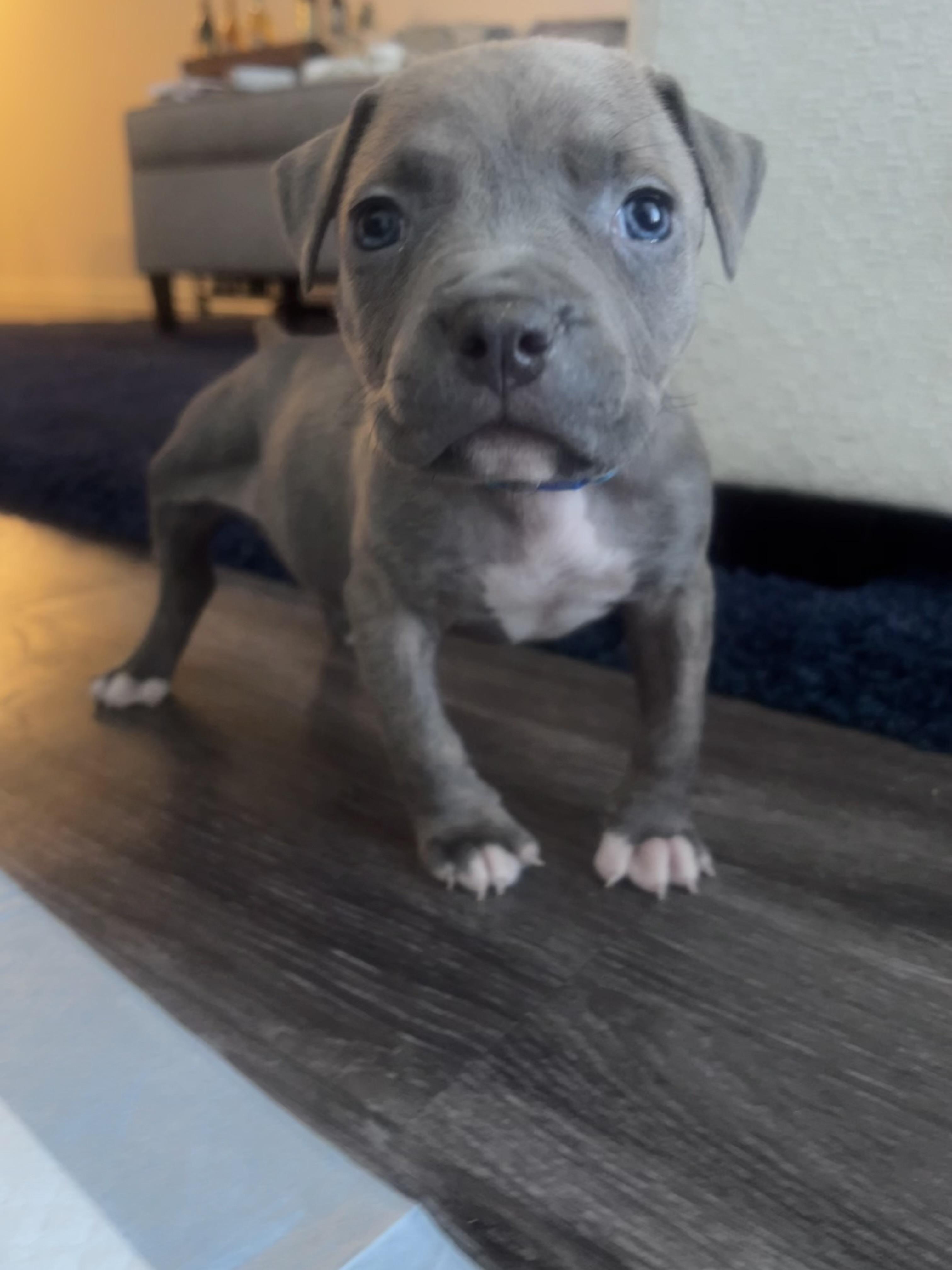 Olive, a ADOPTABLE Pit Bull Terrier in Miramar, FL image 5/5