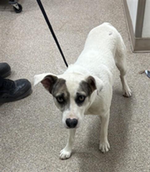 Enlarge BISQUICK, a Adoptable mixed breed in Albuquerque, NM image 1/1