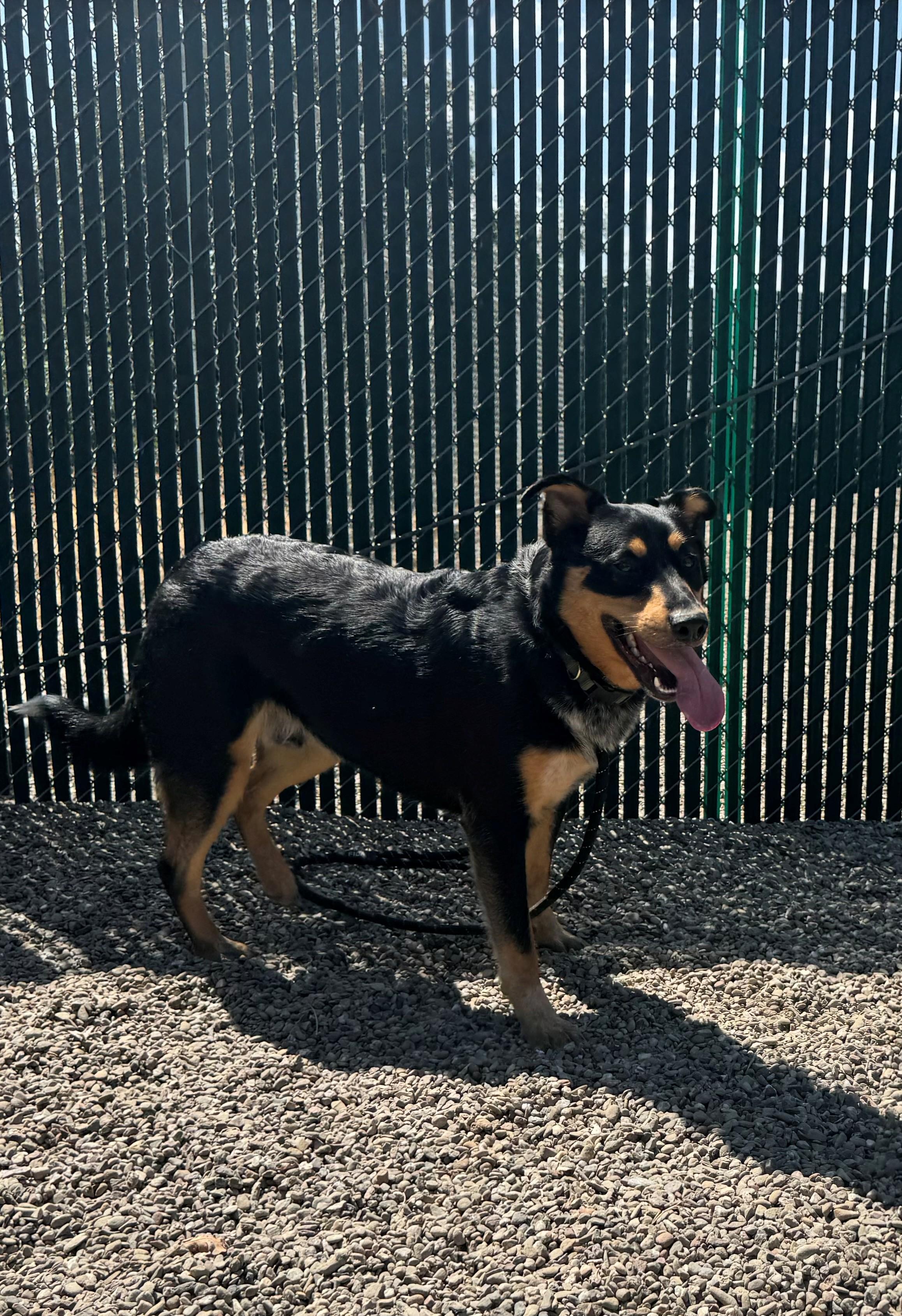 Ranger, Adoptable, Adult Male Doberman Pinscher & Australian Cattle Dog / Blue Heeler.