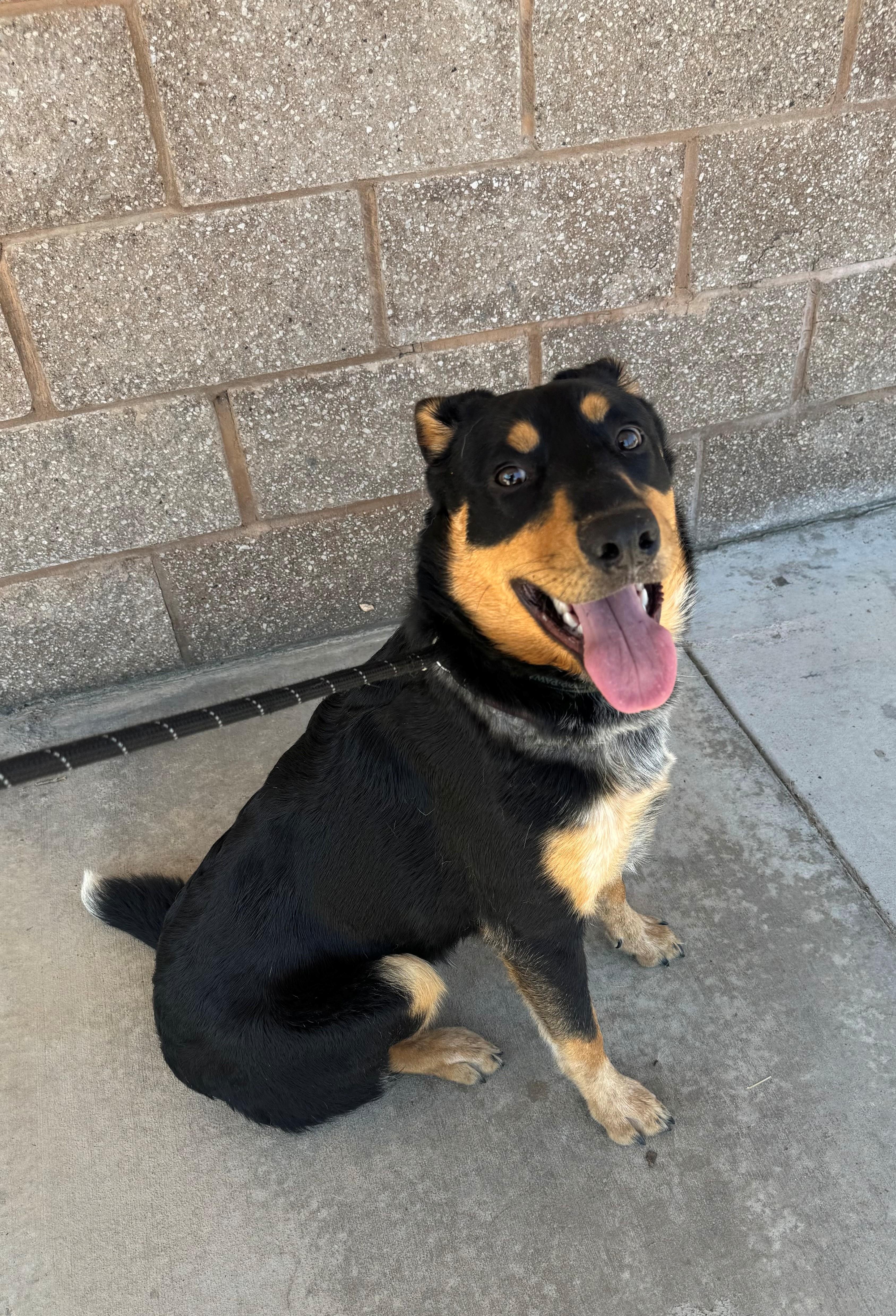 Enlarge Ranger, a Adoptable mixed breed in Ripon, CA image 2/3