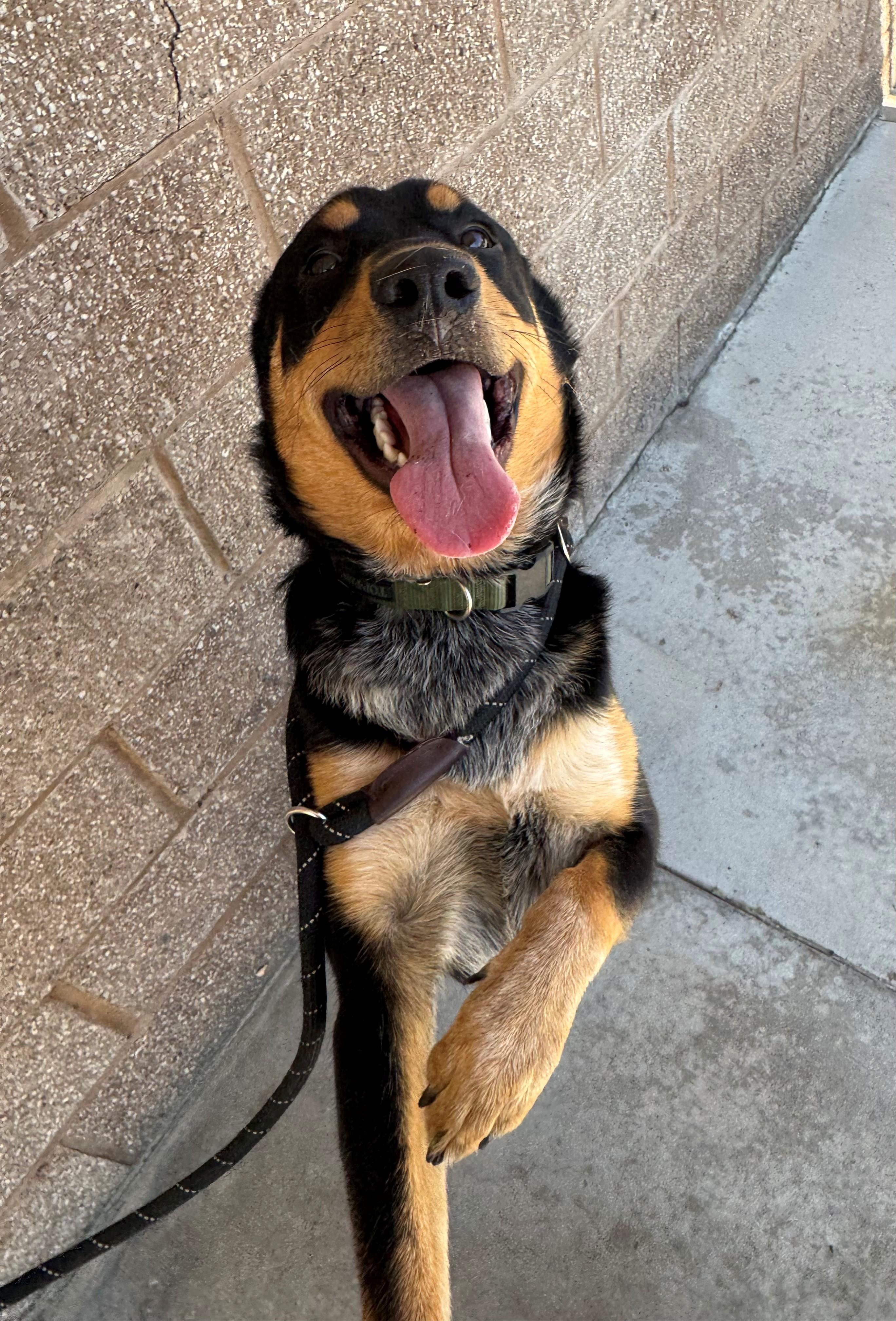 Enlarge Ranger, a Adoptable mixed breed in Ripon, CA image 3/3