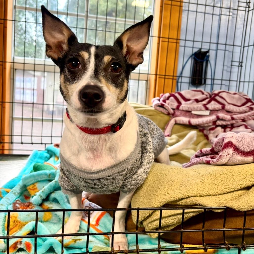 Wrangler, Adoptable, Senior Male Mixed Breed.