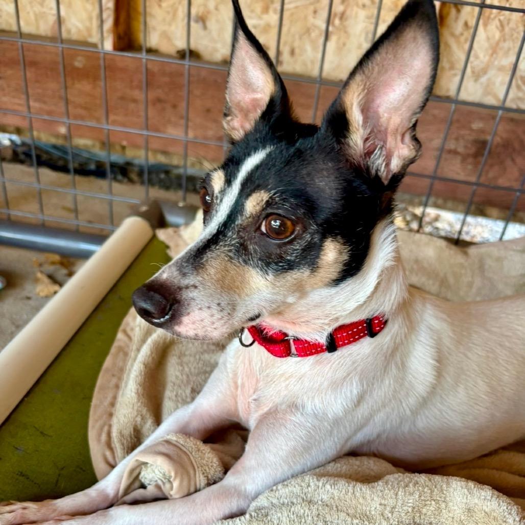 Enlarge Wrangler, a Adoptable Mixed Breed in Redwood Valley, CA image 2/6