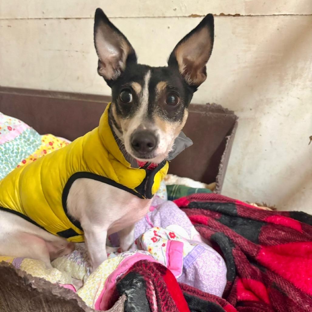 Enlarge Wrangler, a Adoptable Mixed Breed in Redwood Valley, CA image 3/6