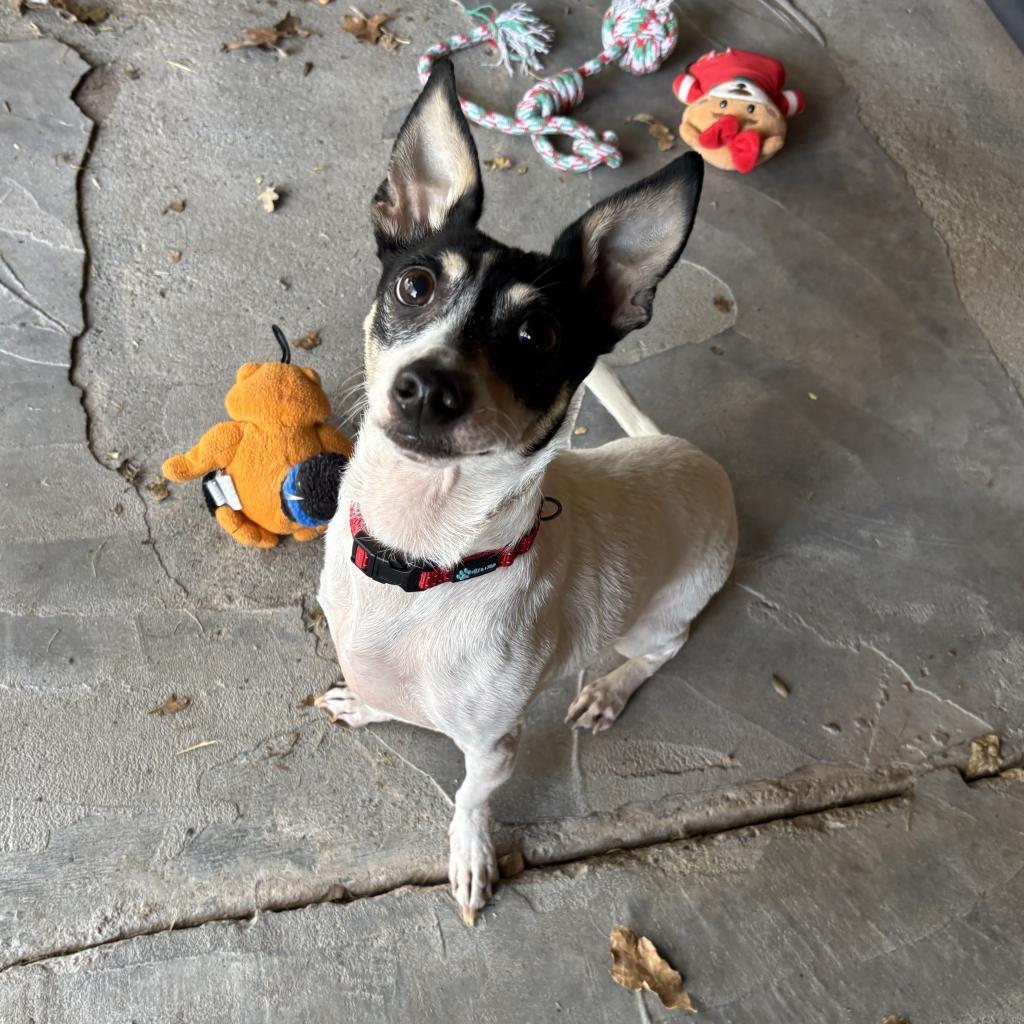 Enlarge Wrangler, a Adoptable Mixed Breed in Redwood Valley, CA image 4/6