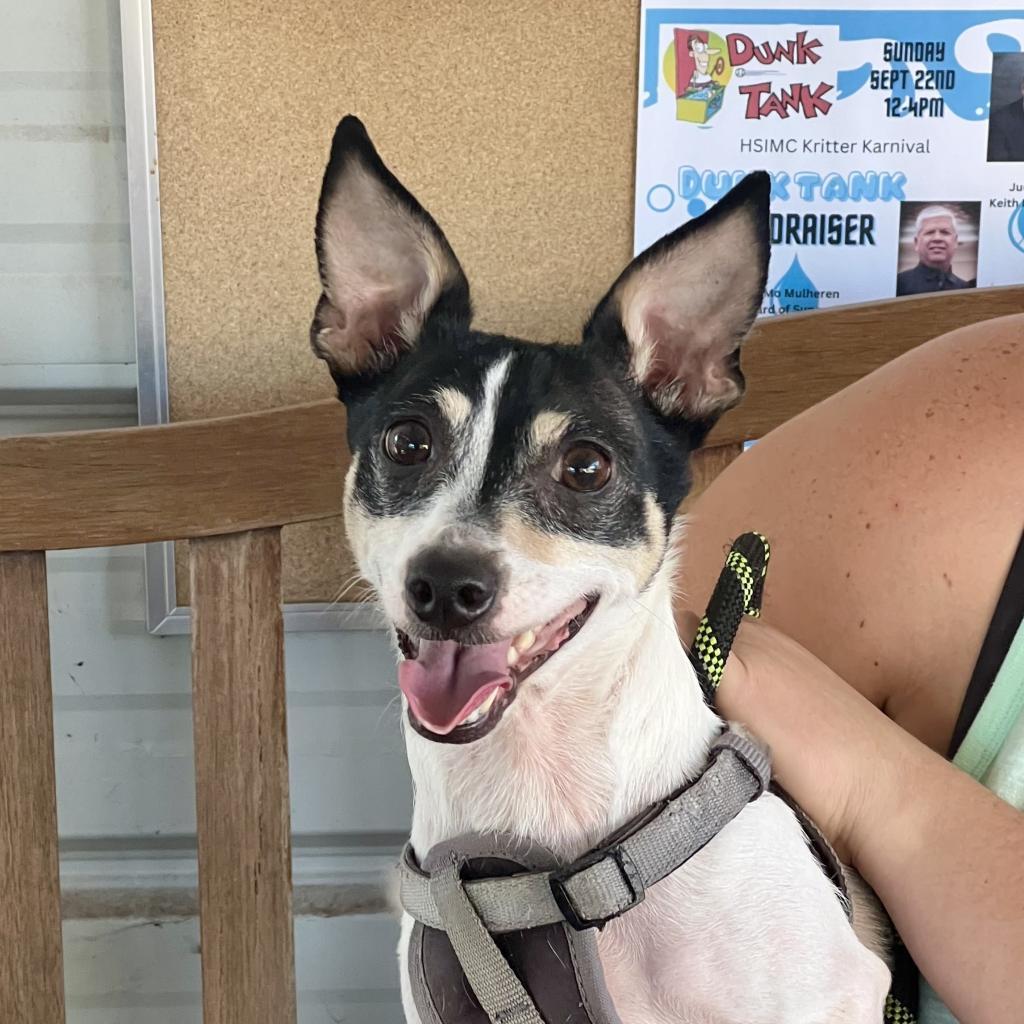 Enlarge Wrangler, a Adoptable Mixed Breed in Redwood Valley, CA image 5/6