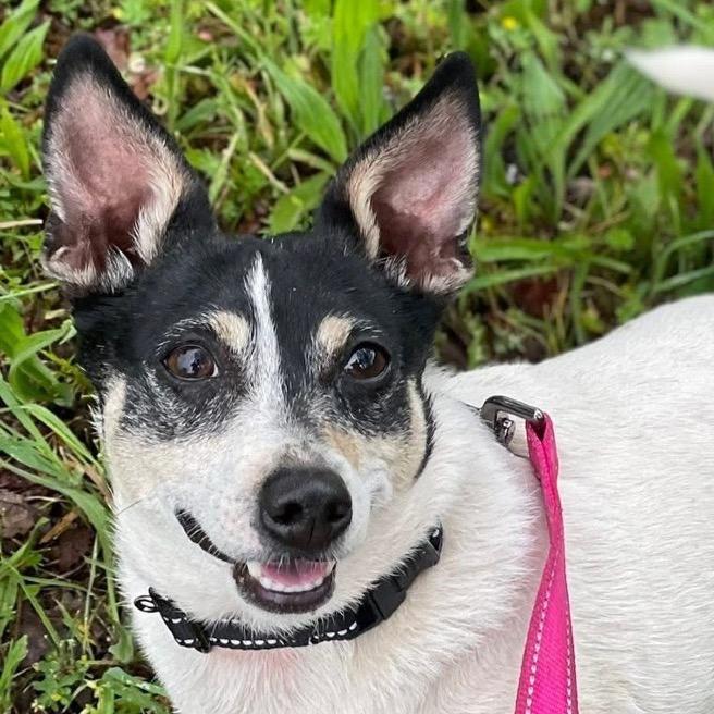 Enlarge Wrangler, a Adoptable Mixed Breed in Redwood Valley, CA image 6/6