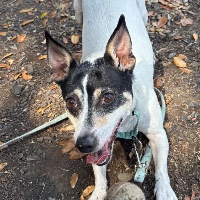 Enlarge Wrangler, a Adoptable Mixed Breed in Redwood Valley, CA image 6/6