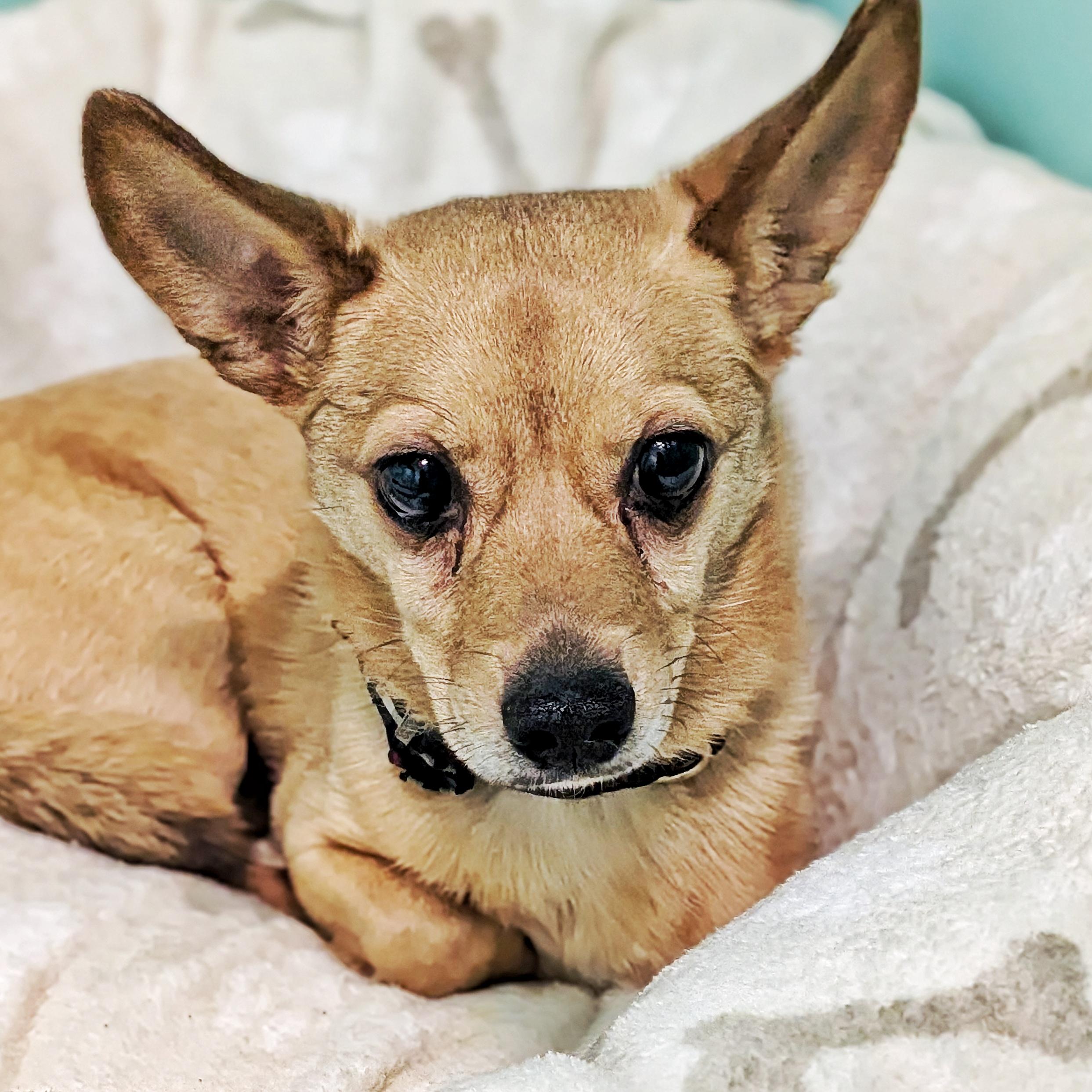 Lee, adopted, Adult Male Corgi & Chihuahua.