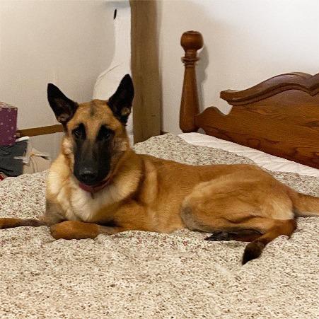 Miley, Adoptable, Adult Female Belgian Shepherd / Malinois & Shepherd.