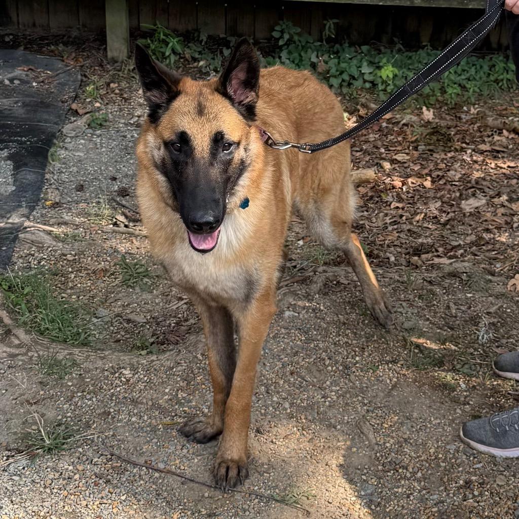 Enlarge Miley, a Adoptable mixed breed in Little Rock, AR image 2/6