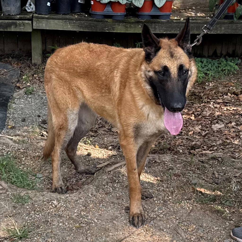 Enlarge Miley, a Adoptable mixed breed in Little Rock, AR image 3/6