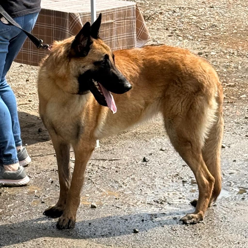 Miley, a Adoptable mixed breed in Little Rock, AR image 4/6