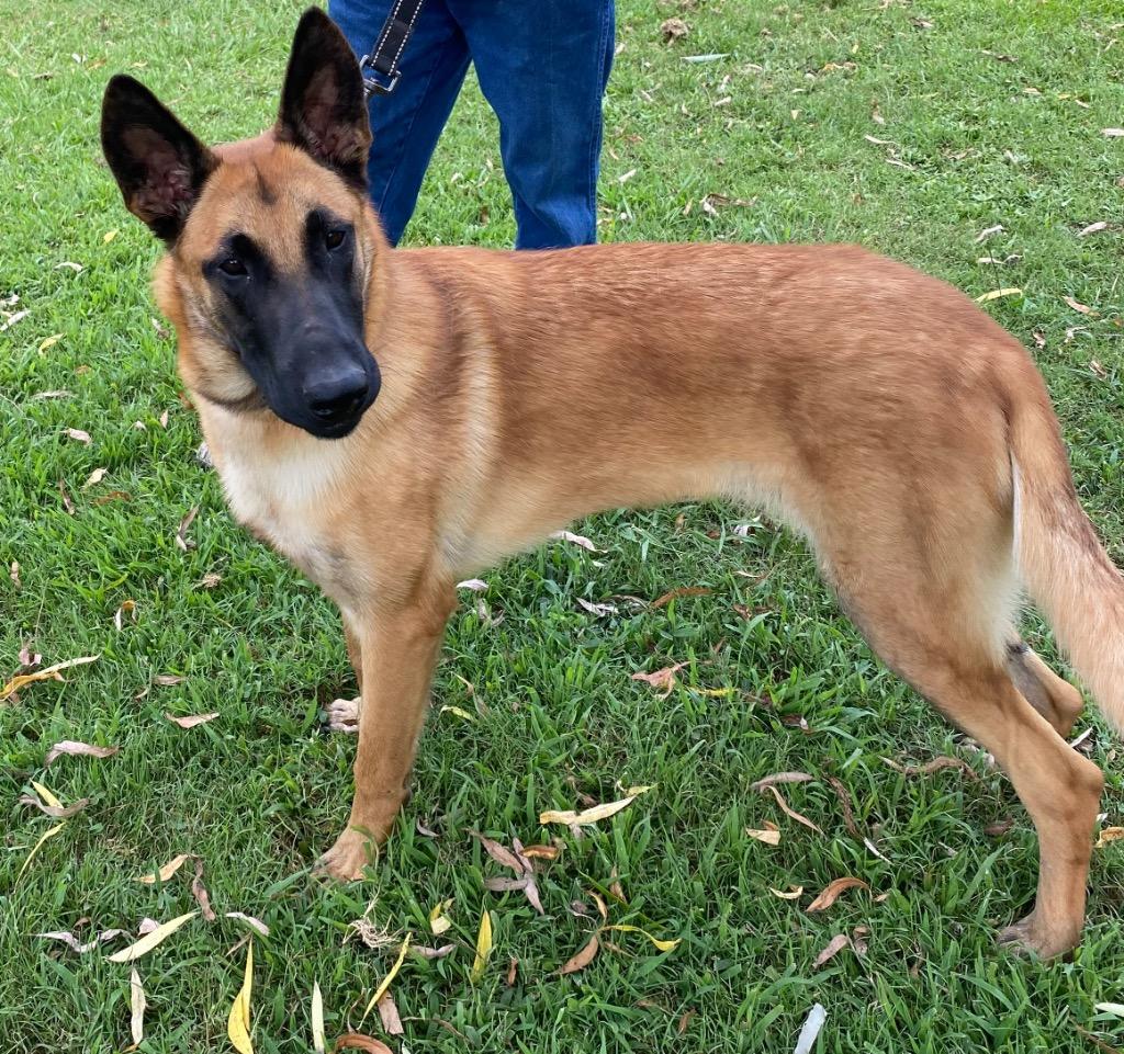 Enlarge Miley, a Adoptable mixed breed in Little Rock, AR image 4/6