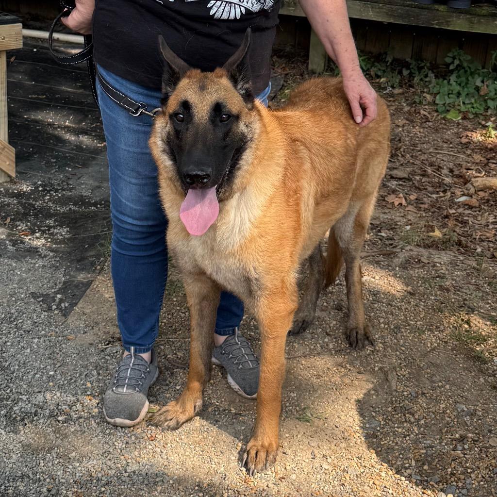 Enlarge Miley, a Adoptable mixed breed in Little Rock, AR image 6/6