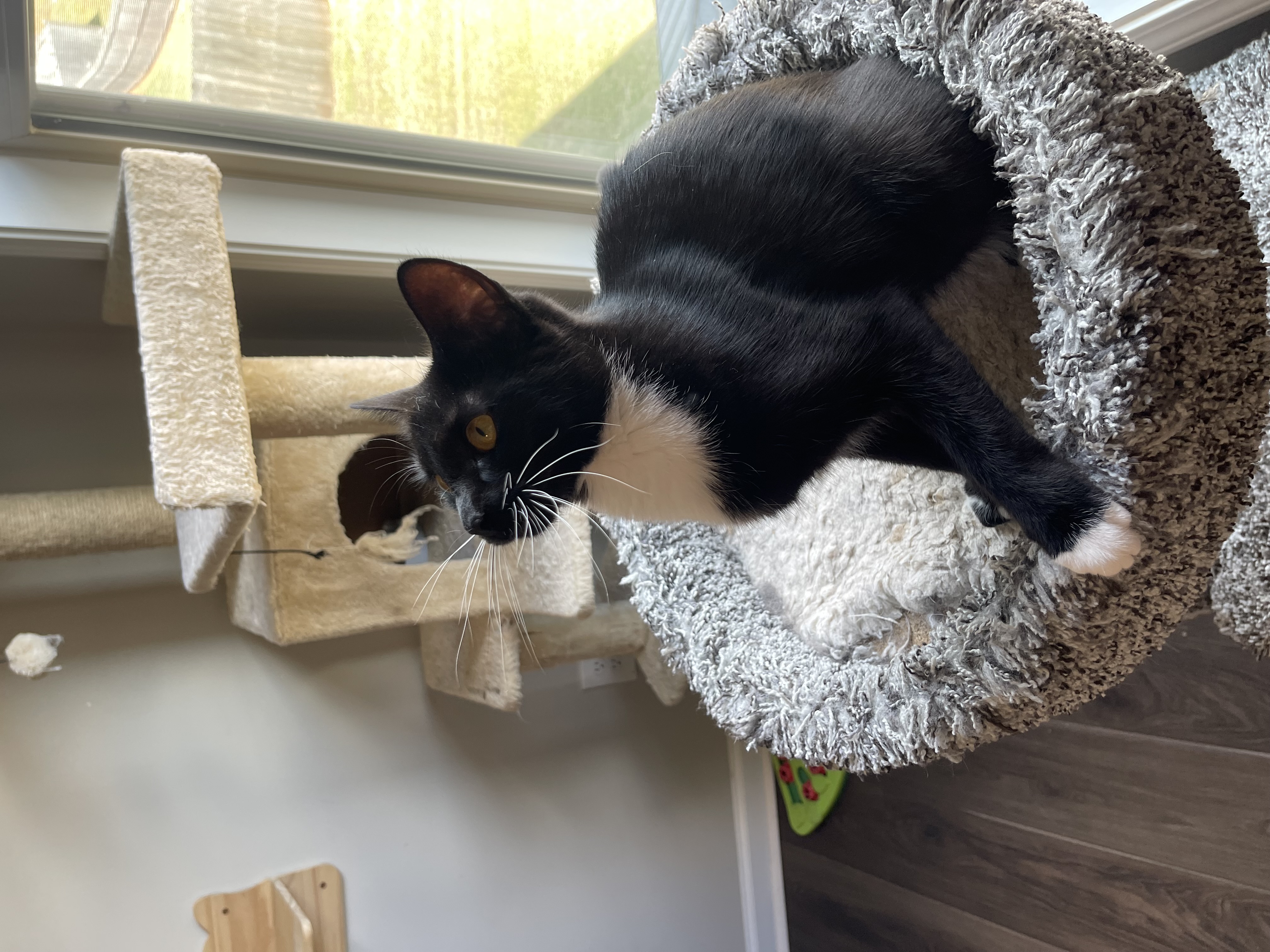 Enlarge Ariel, a Adoptable Tuxedo in Auburn, GA image 1/1