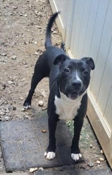 GiGi, Adoptable, Young Female Labrador Retriever.