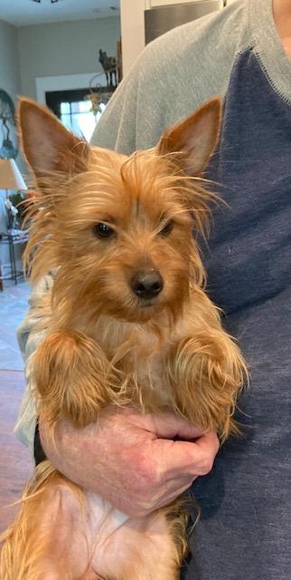Enlarge Malibu, a Adopted Yorkshire Terrier in Milner, GA image 1/3
