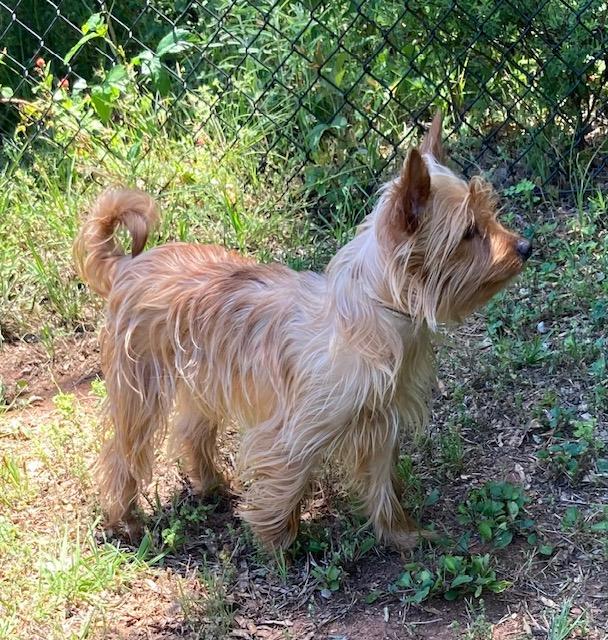 Enlarge Malibu, a Adopted Yorkshire Terrier in Milner, GA image 3/3
