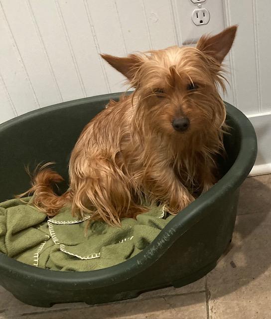 Enlarge Malibu, a Adopted Yorkshire Terrier in Milner, GA image 2/3