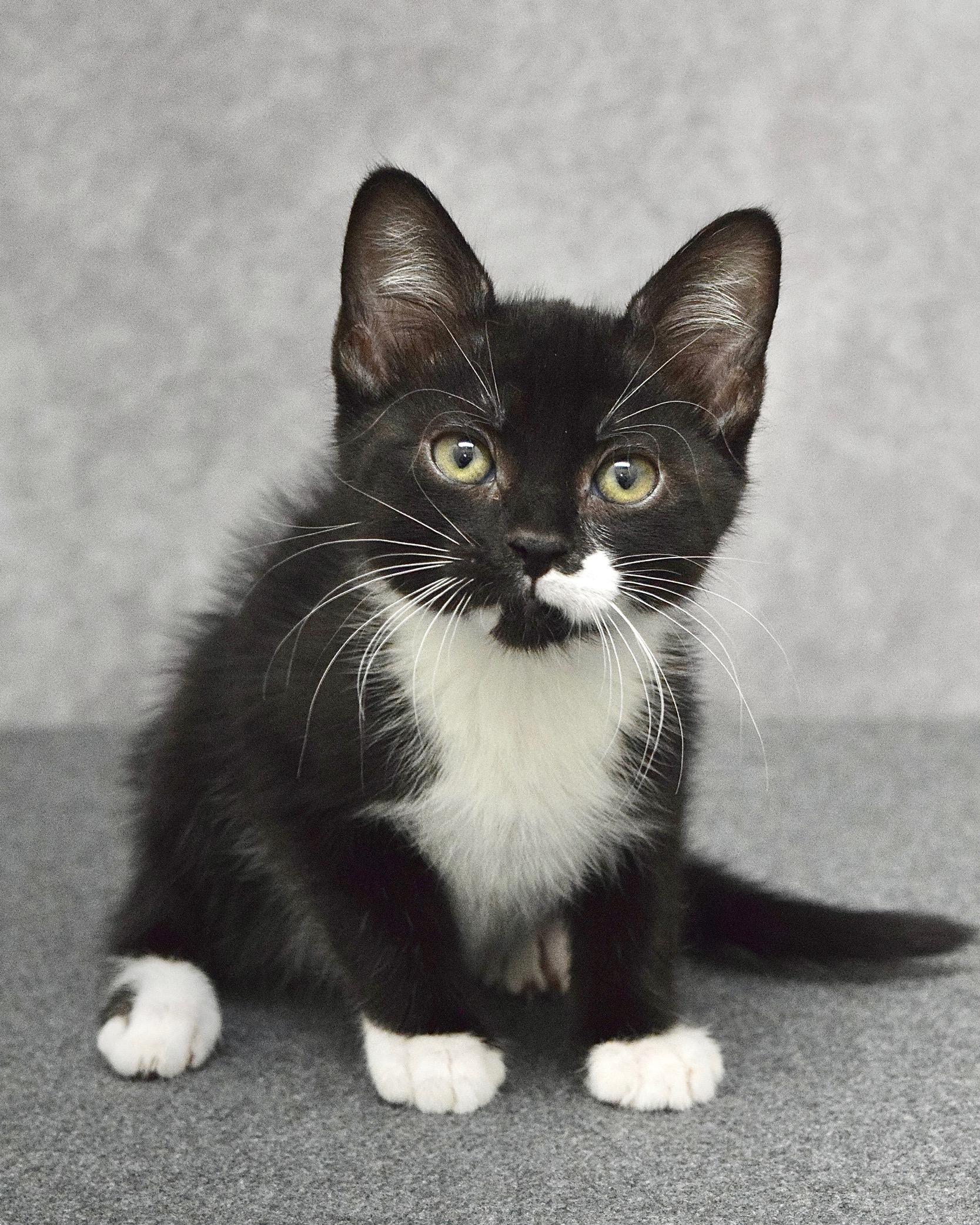 Enlarge S'mores, a ADOPTABLE Domestic Short Hair in Dublin, CA image 1/1