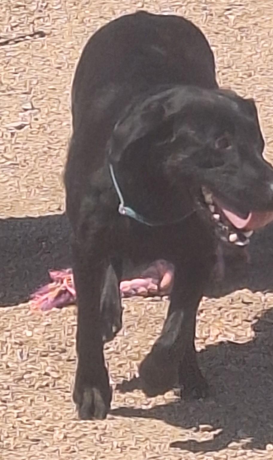 Enlarge Brook, a Adoptable Black Labrador Retriever in Chappell, NE image 2/2