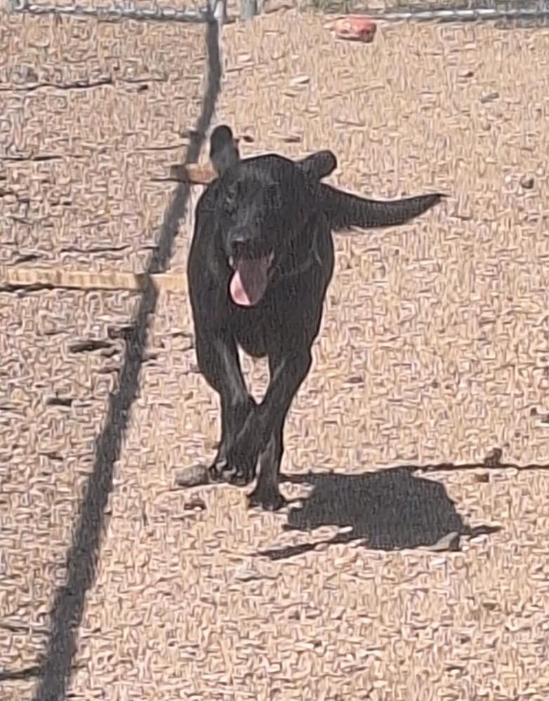 Brook, Adoptable, Adult Female Black Labrador Retriever.