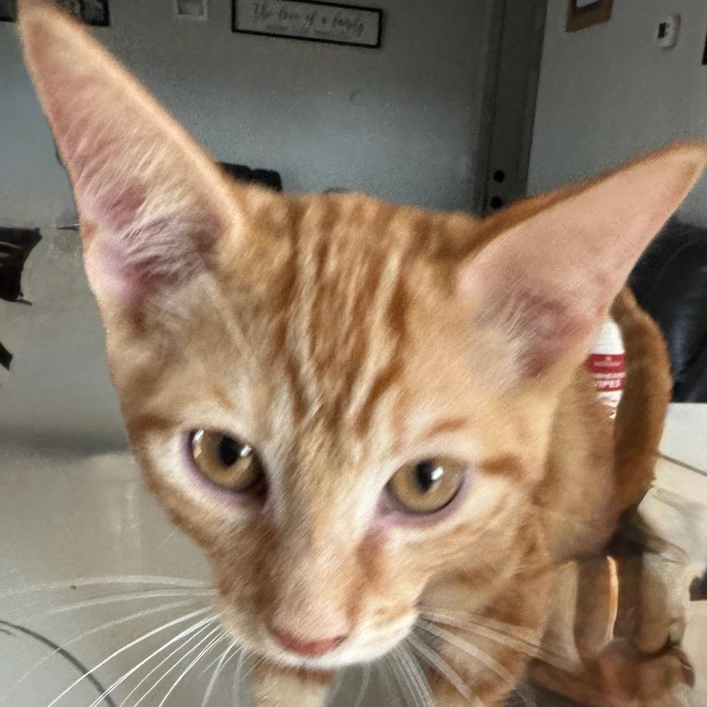 BLUEY, a Adoptable Domestic Medium Hair in Stephenville, TX image 1/4