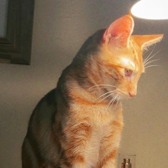 BLUEY, a Adoptable Domestic Medium Hair in Stephenville, TX image 3/4