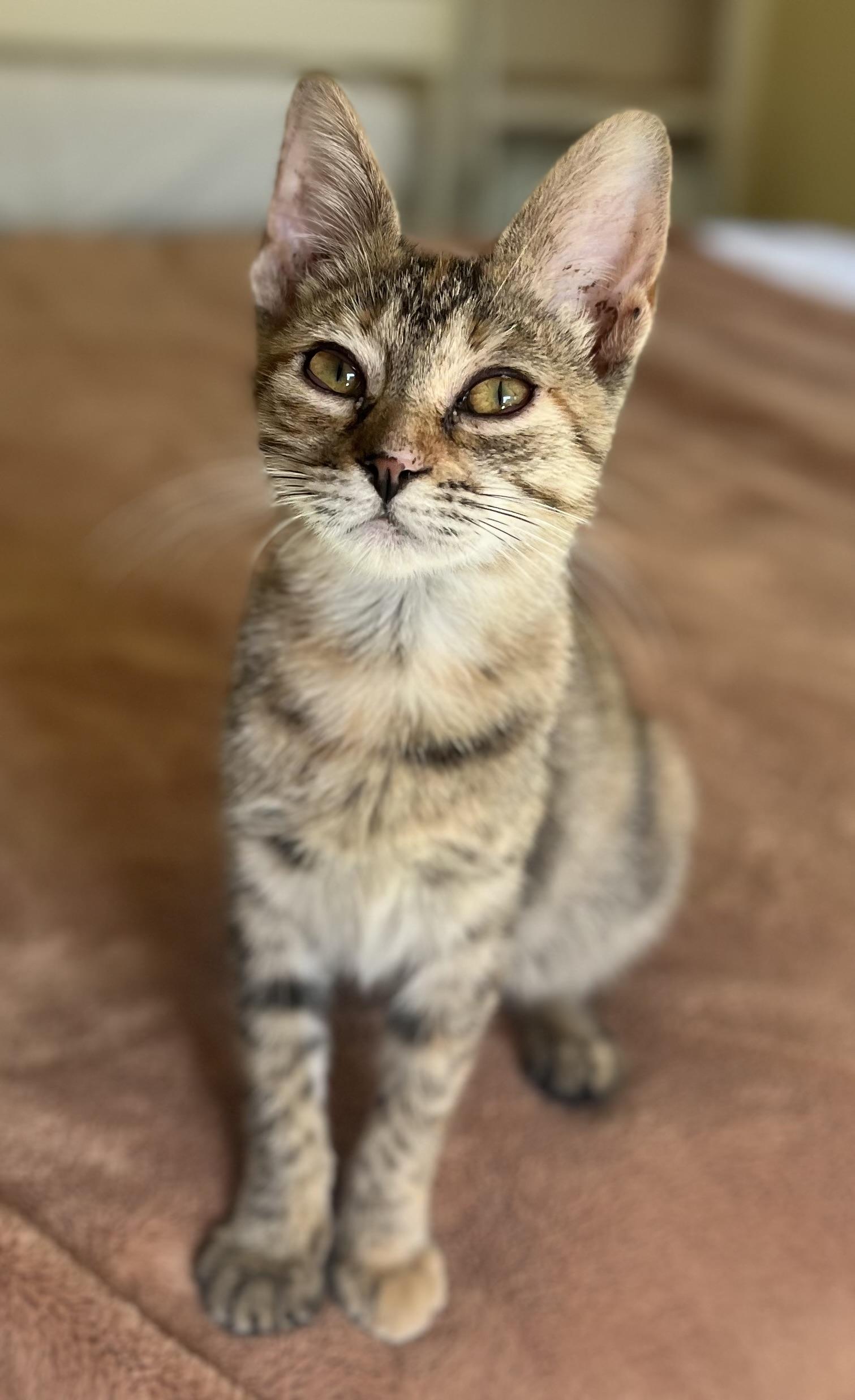 Enlarge Meadow - Available for Meet & Greet, an adopted Tabby in Warwick, RI image 3/4